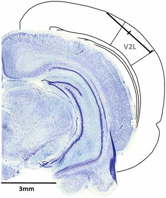 Audiovisual Temporal Processing and Synchrony Perception in the Rat